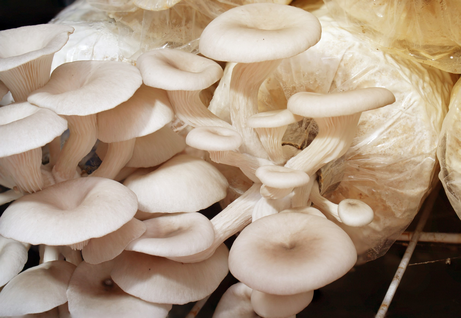 https://bbotonemushroomgrowers.com/wp-content/uploads/2023/06/fresh-angel-mushrooms-growing-close-up-beautifully-layered-ruffled.jpg